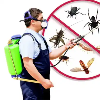 pest control Amberley